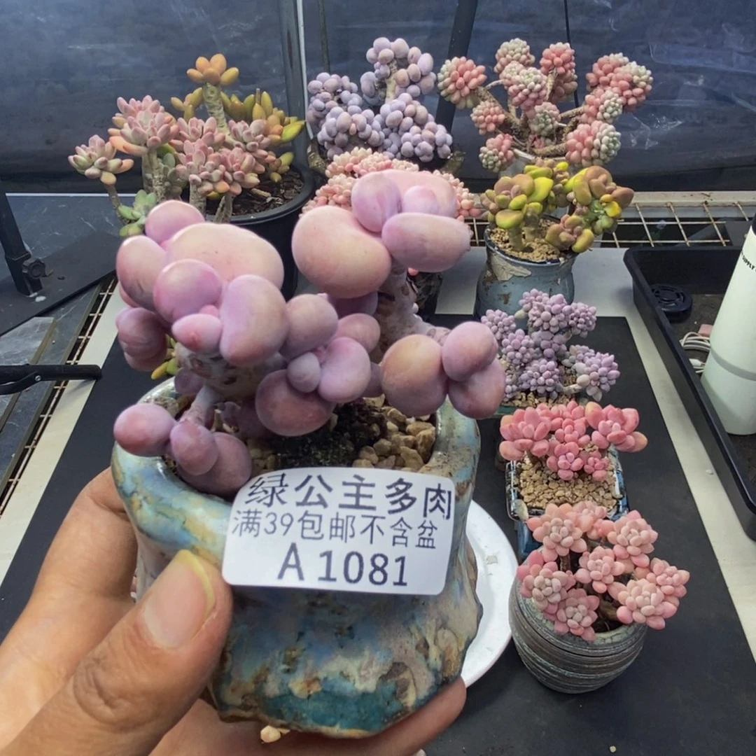 081腰子桃蛋多肉7cm