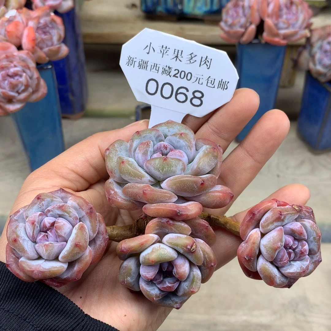 绿底紫心064/12m4头