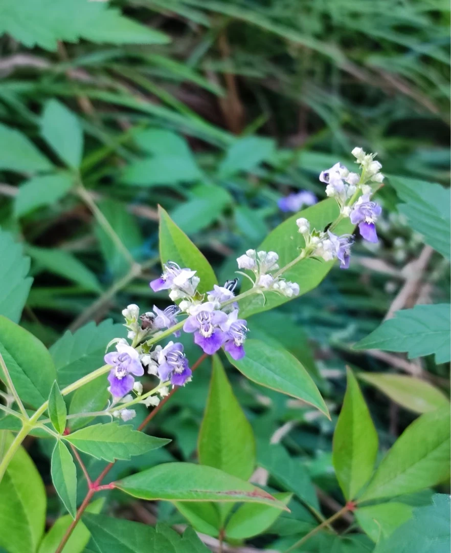 海岛黄荆三角梅，栀子花，春花含盆一套所见即所得打木架包邮到家