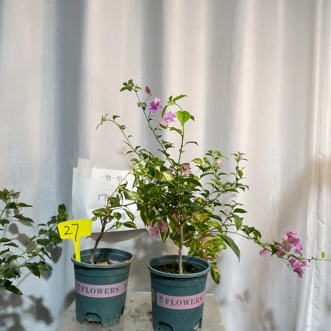当前无花栽培后可以开花27福利随机一颗
