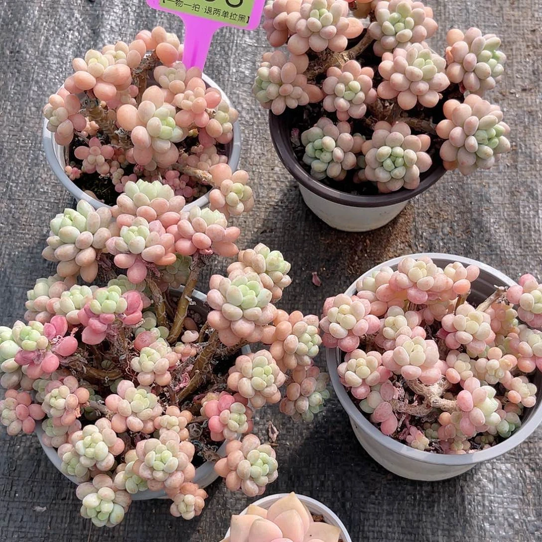 云尘多肉一物一拍856