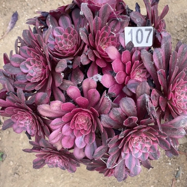 青***青107多肉植物黑铜白