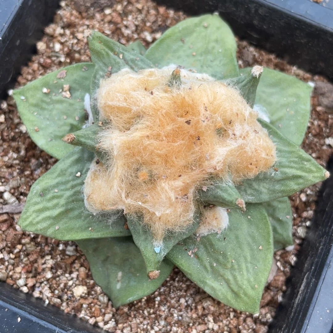 落地自根 岩牡丹 仙人球