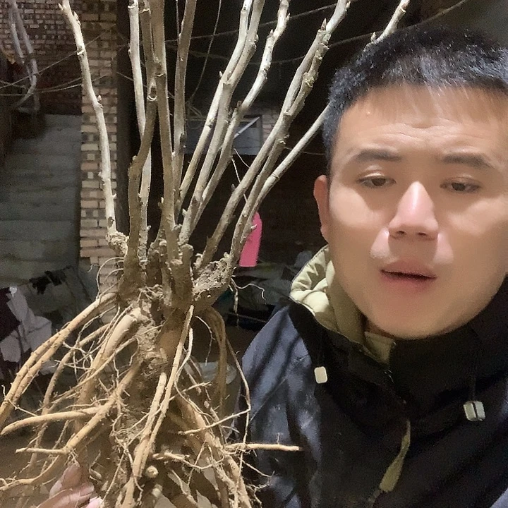 浩***！当前无花栽培后可以开花