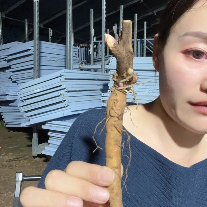 当前无花栽培后可以开花陛下权杖2芽