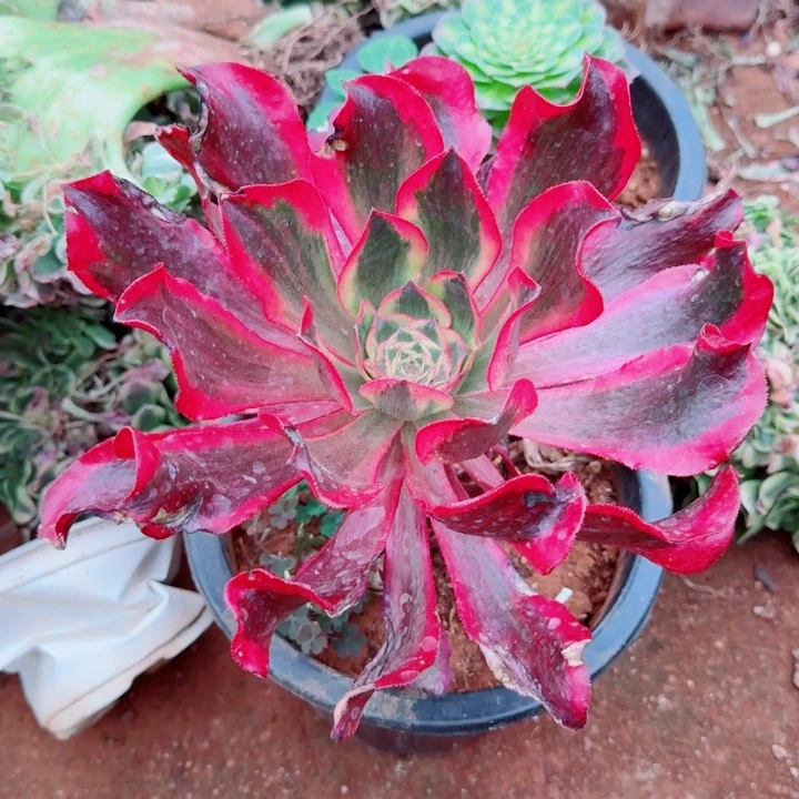 魅影魅影9.9魅影