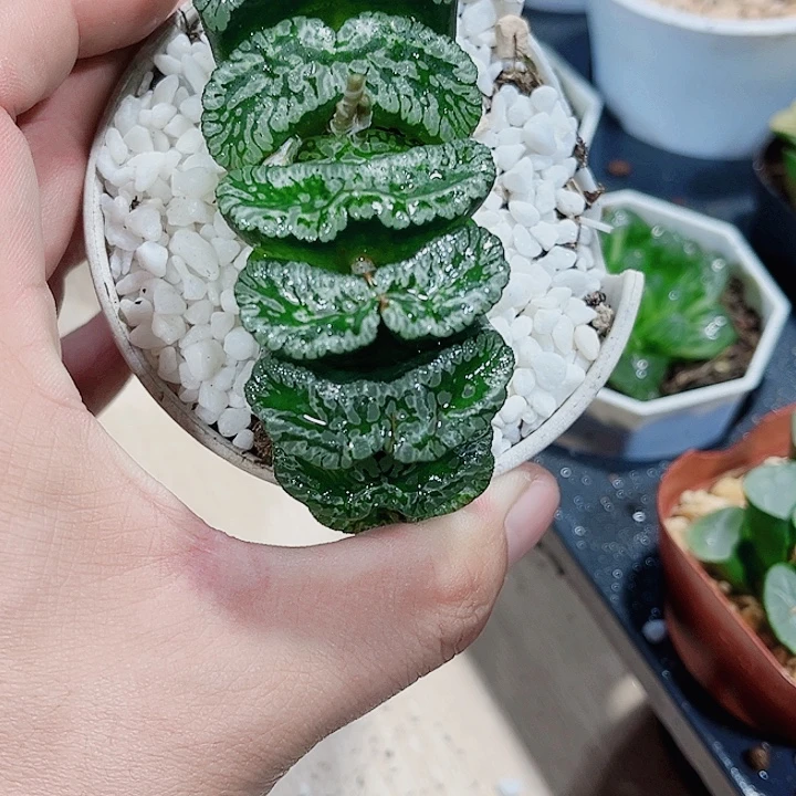 玄武玉扇母本新手好养