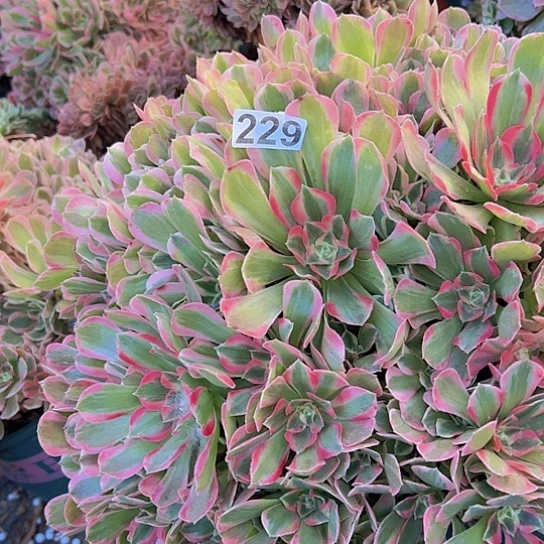 莫***名多肉植物一个妖月