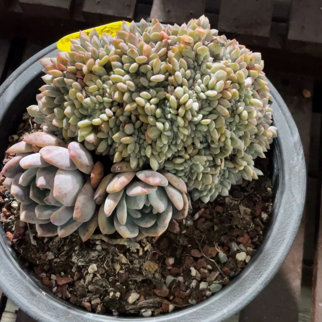灬***灬石榴星影缀化无理取闹寄养出180