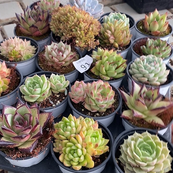 91 多肉植物盆栽花卉多肉植物盆栽花卉