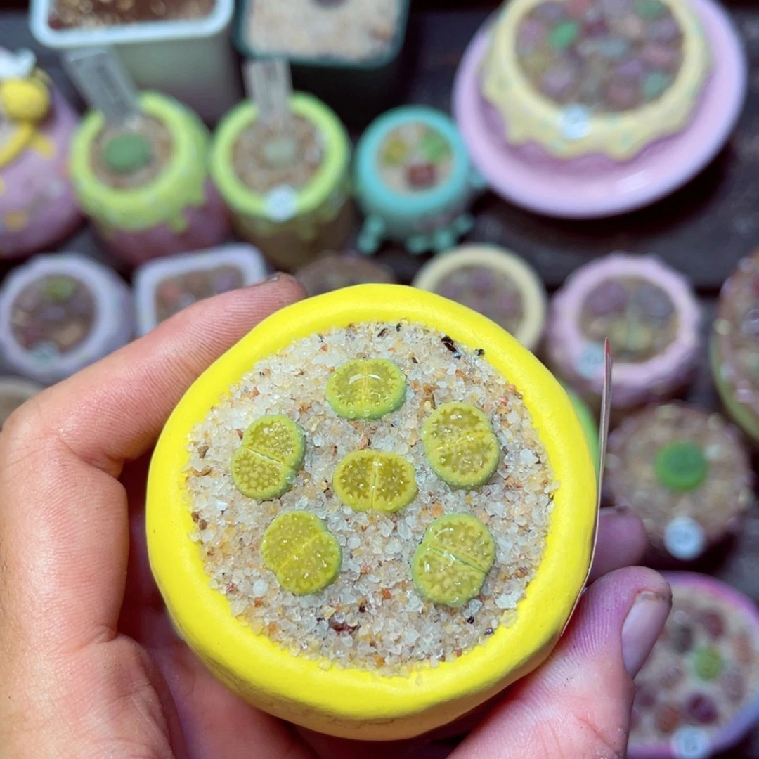 521生石花带盆发