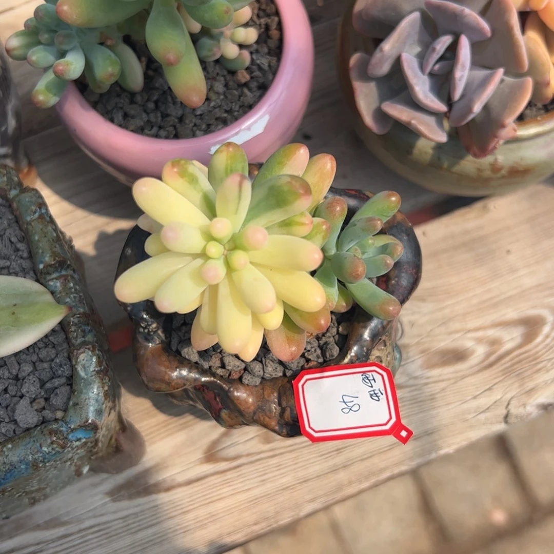 多肉植物多肉植物