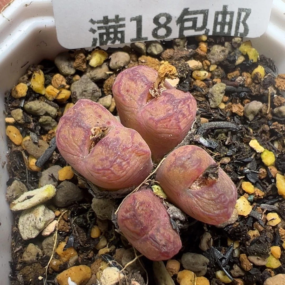 【闪购商品】 126。