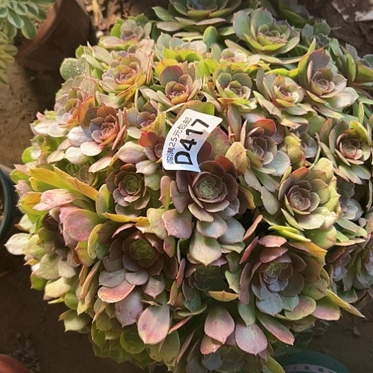 爱****肉多肉植物一个