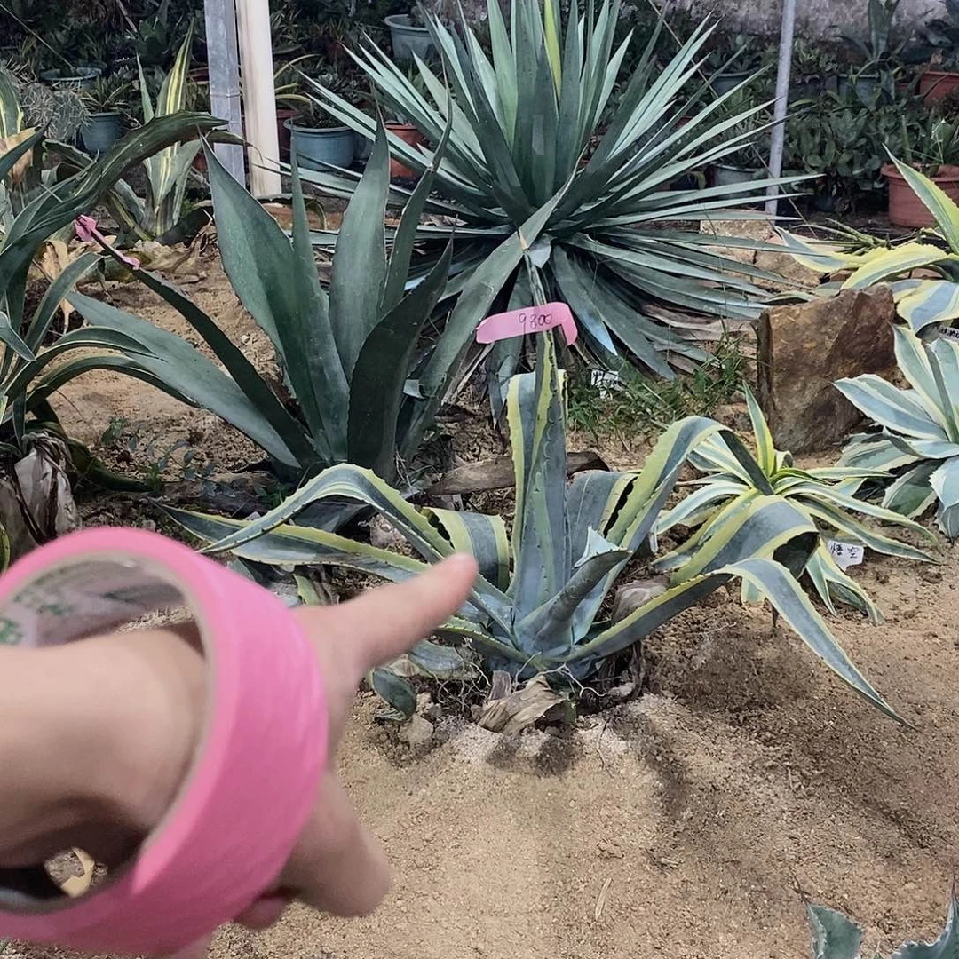 李***丽9800底叶修一下1111