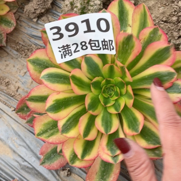 往**风3910一号棚黄体女巫F