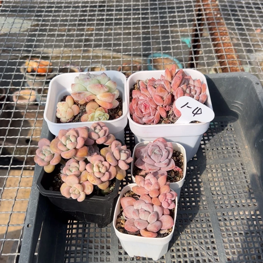 1-4福利框拍带盆土发