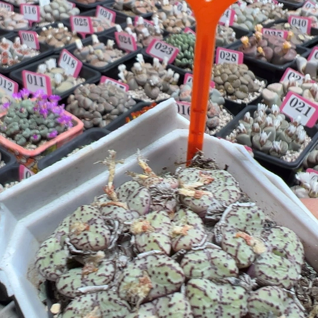 474 一物一拍，默认有伤，介意勿拍，不退不换