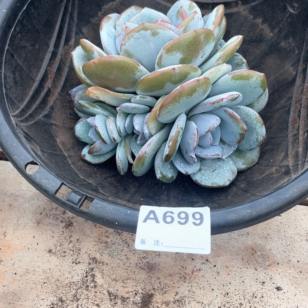 甜***i699多肉植物多肉植物