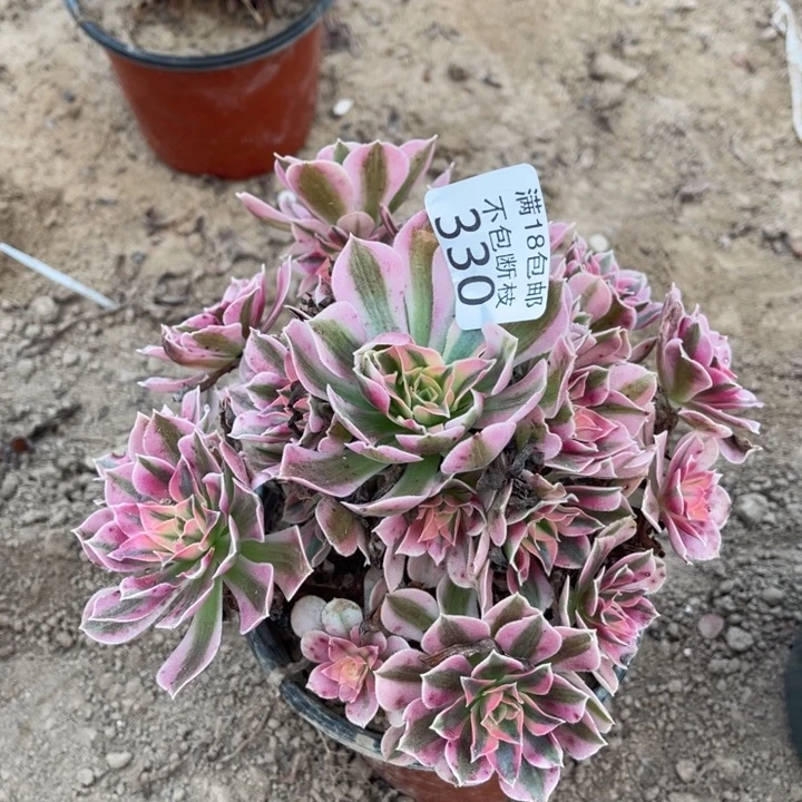 330粉女巫手捧2has