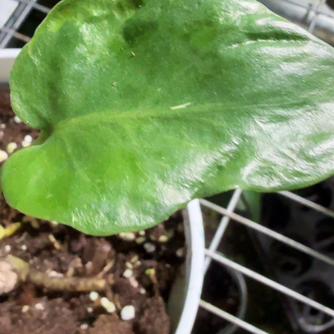 当前无花朵，栽培后可花朵阿*龟背竹一物一拍