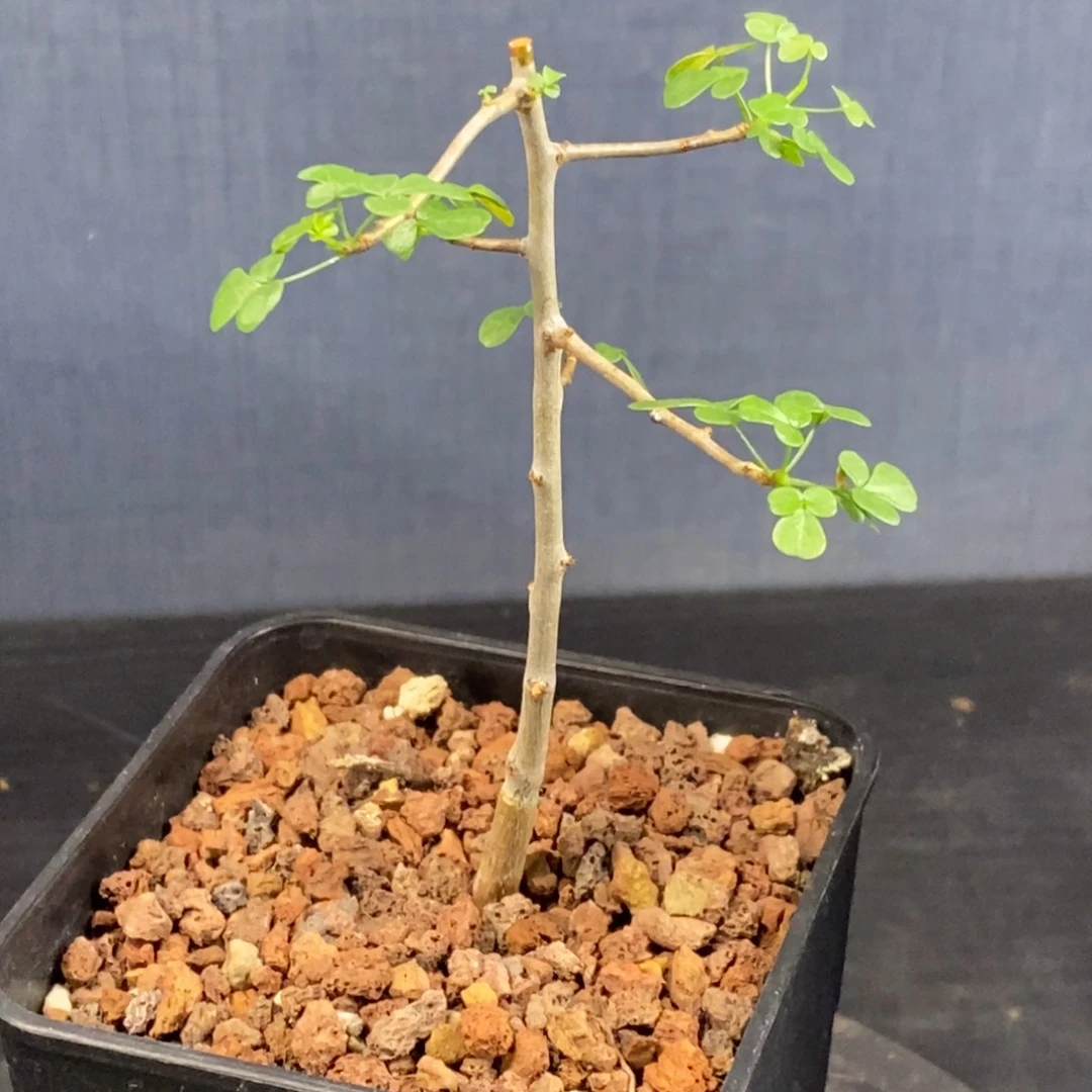 正白皮卡塔夫实生