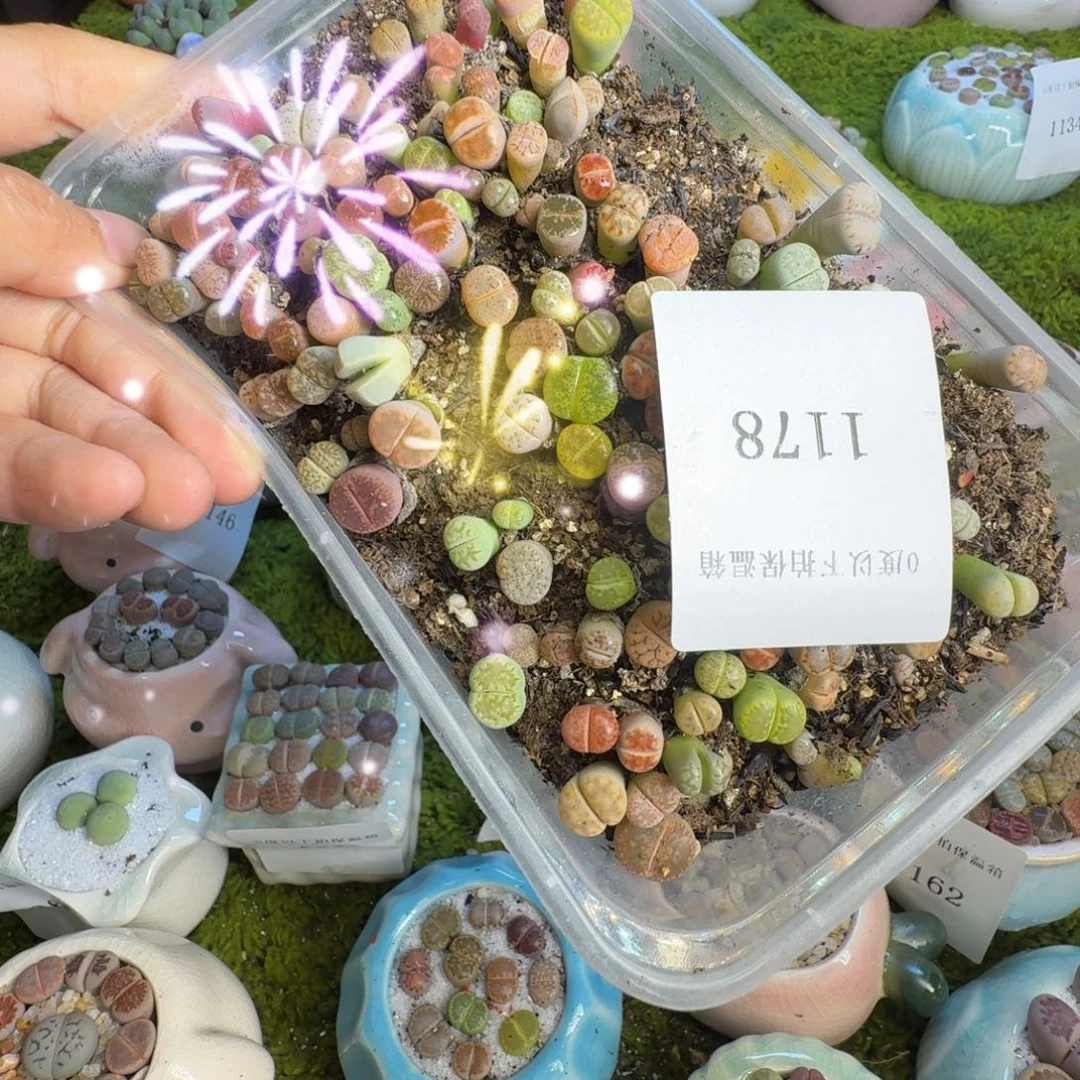 萌****多肉植物一物一拍1178
