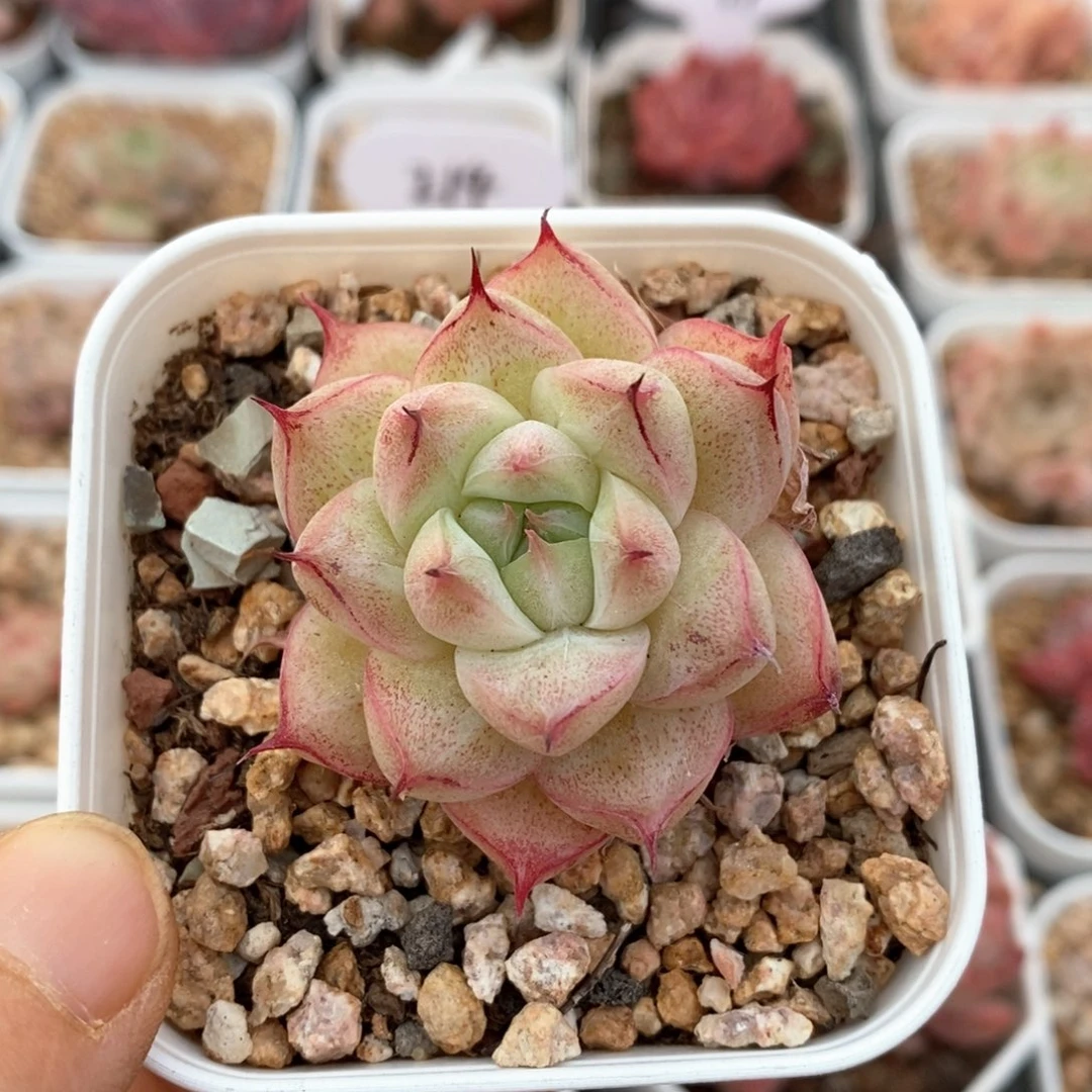 精品多肉一物一拍186