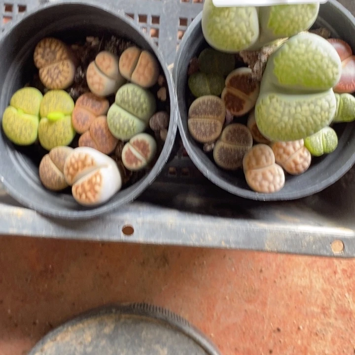 张***怡生石花的季节是最157