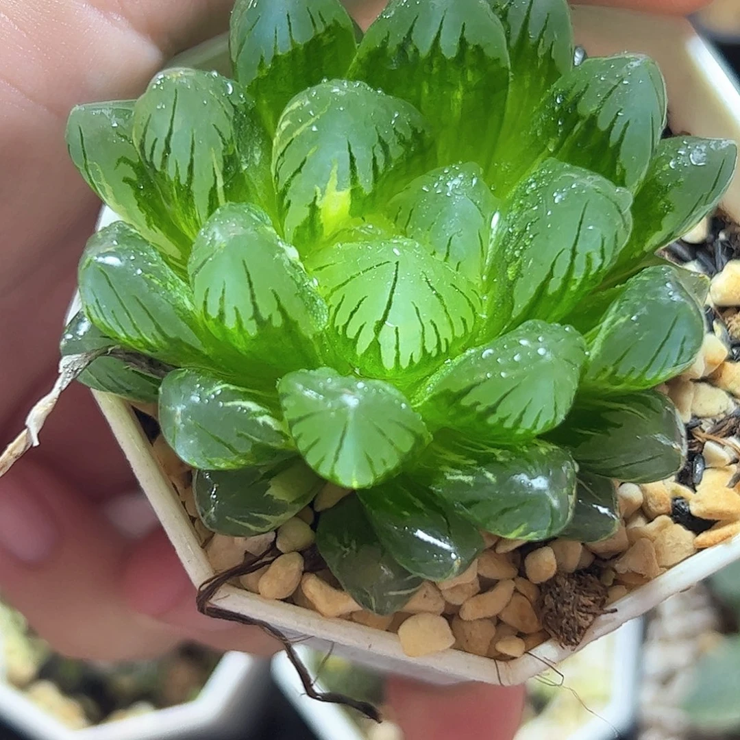 龙鳞锦十二卷多肉植物