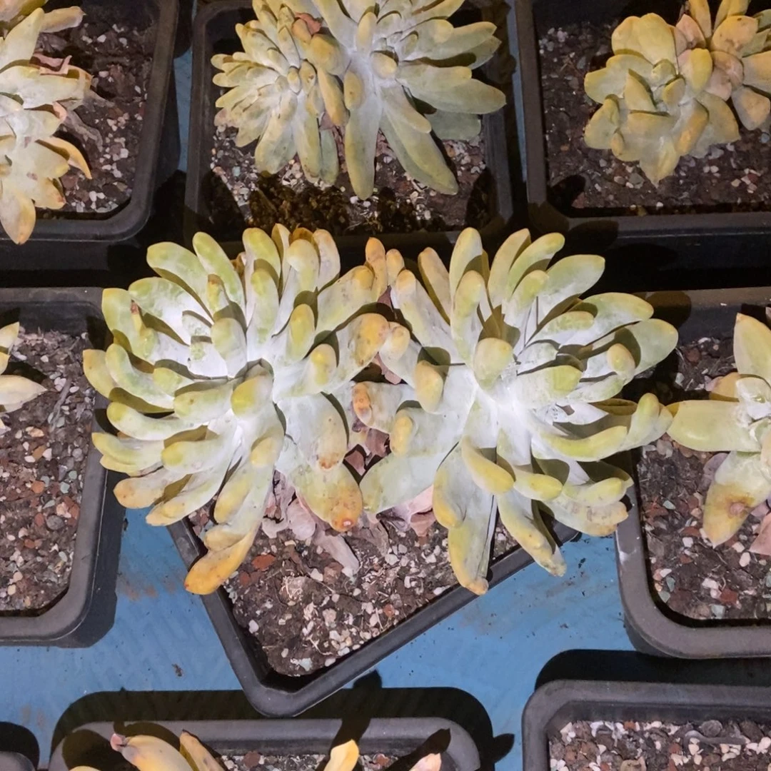 大脸红拇指多肉植物啦啦啦