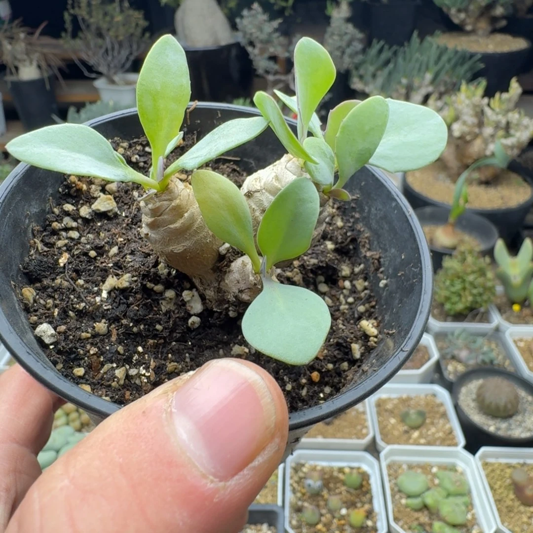 厚敦菊杂交多肉。