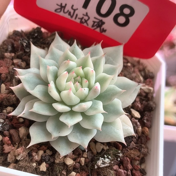 扎尔玫瑰覆轮锦有根
