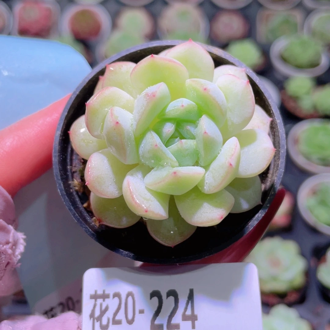 花利美20-224新品