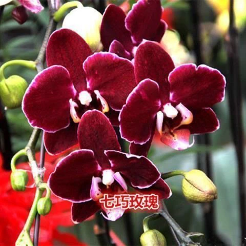 七巧玫瑰小苗1.7无花剑19号色