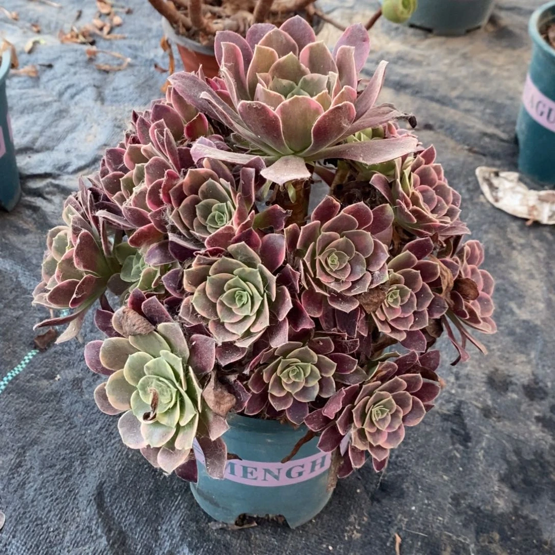 金丝雀多肉植物047