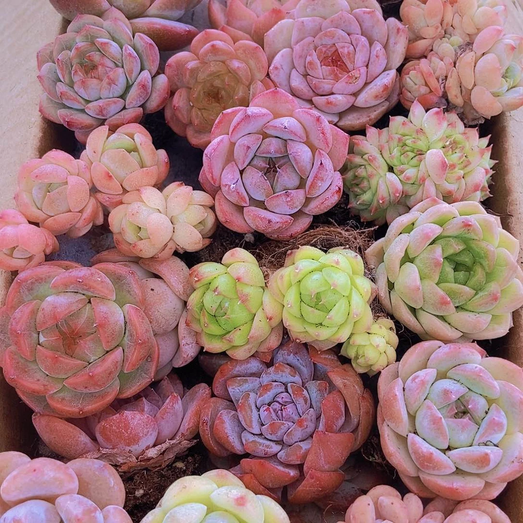 0000001量拍保底20颗