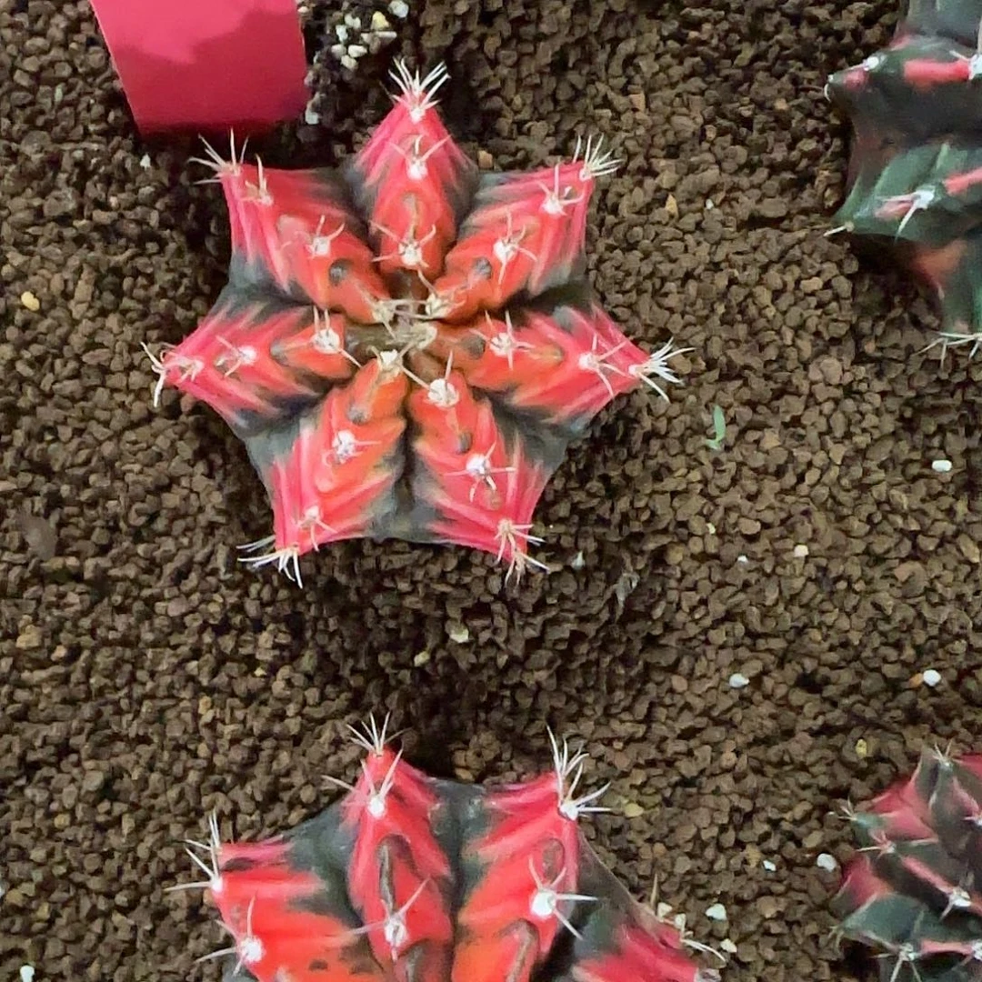 L509-1221泰国发货 红蜻蜓