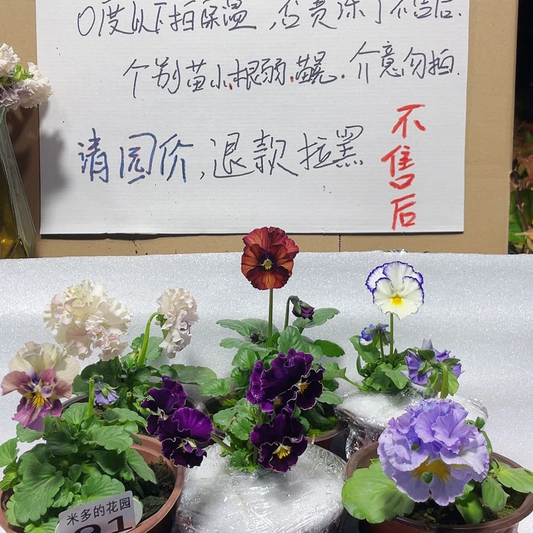 大部分花苞少量开放91