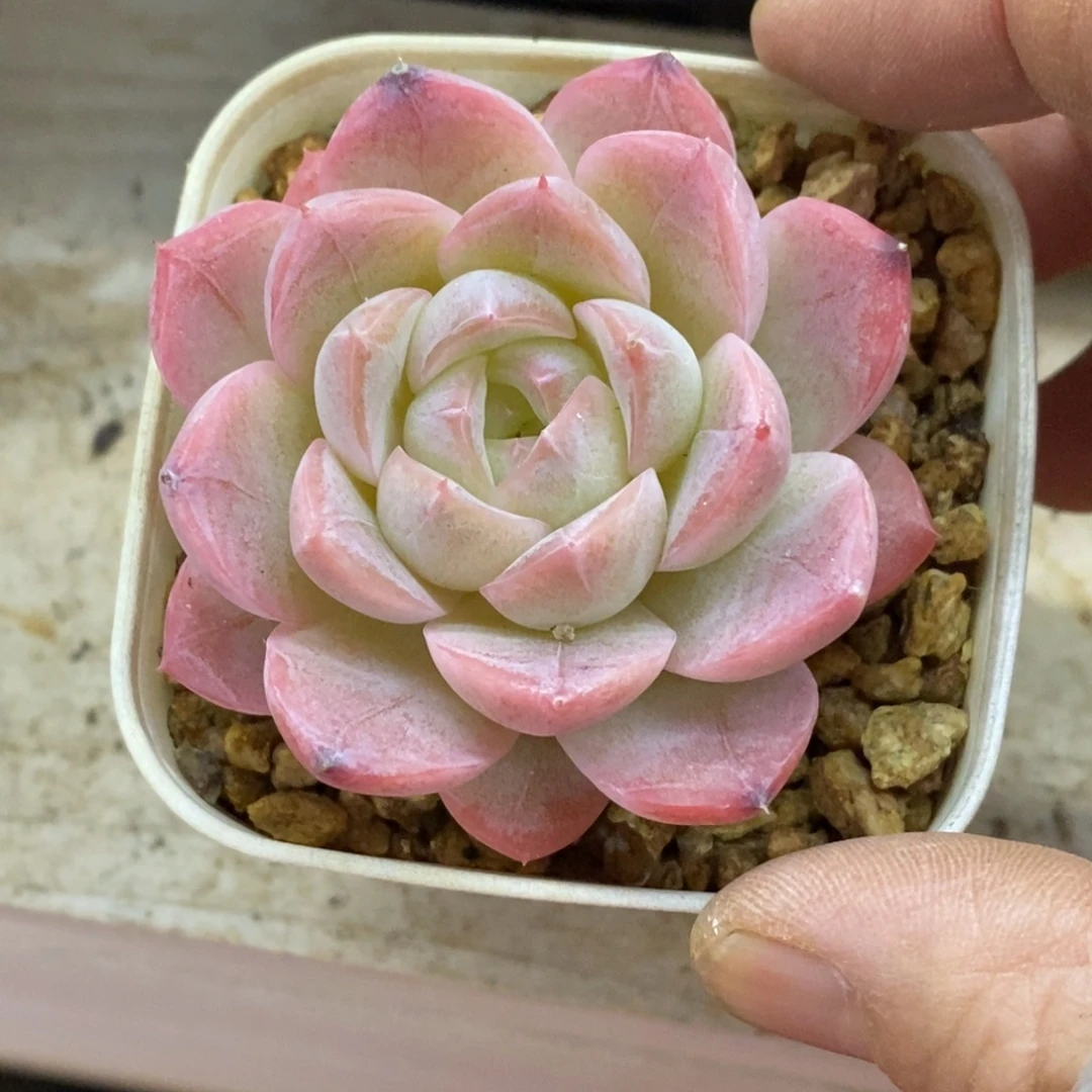 精品多肉一物一拍不包整453