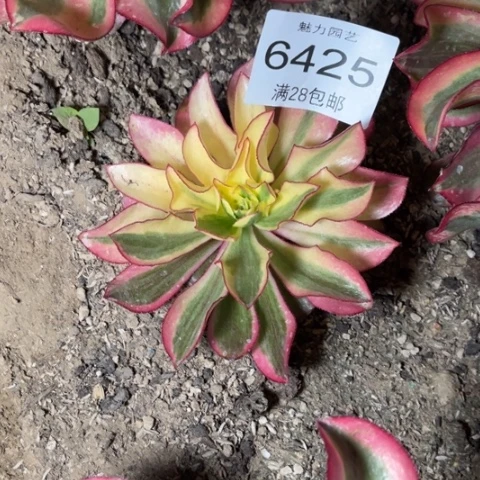 刘***姐魅影多肉多肉6425