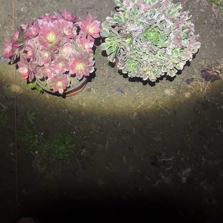 不包侧枝一物一拍13