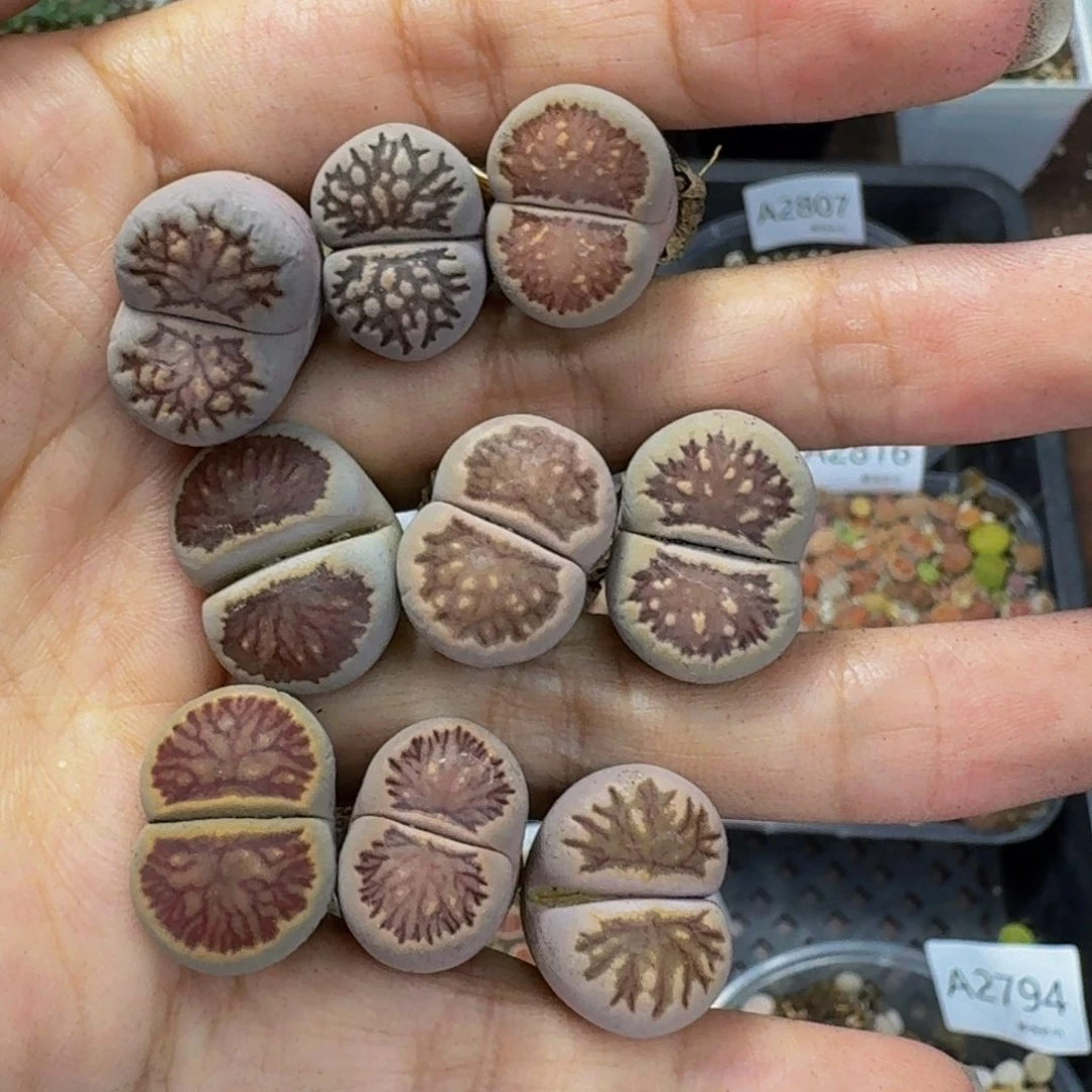 2817 生石花和肉锥