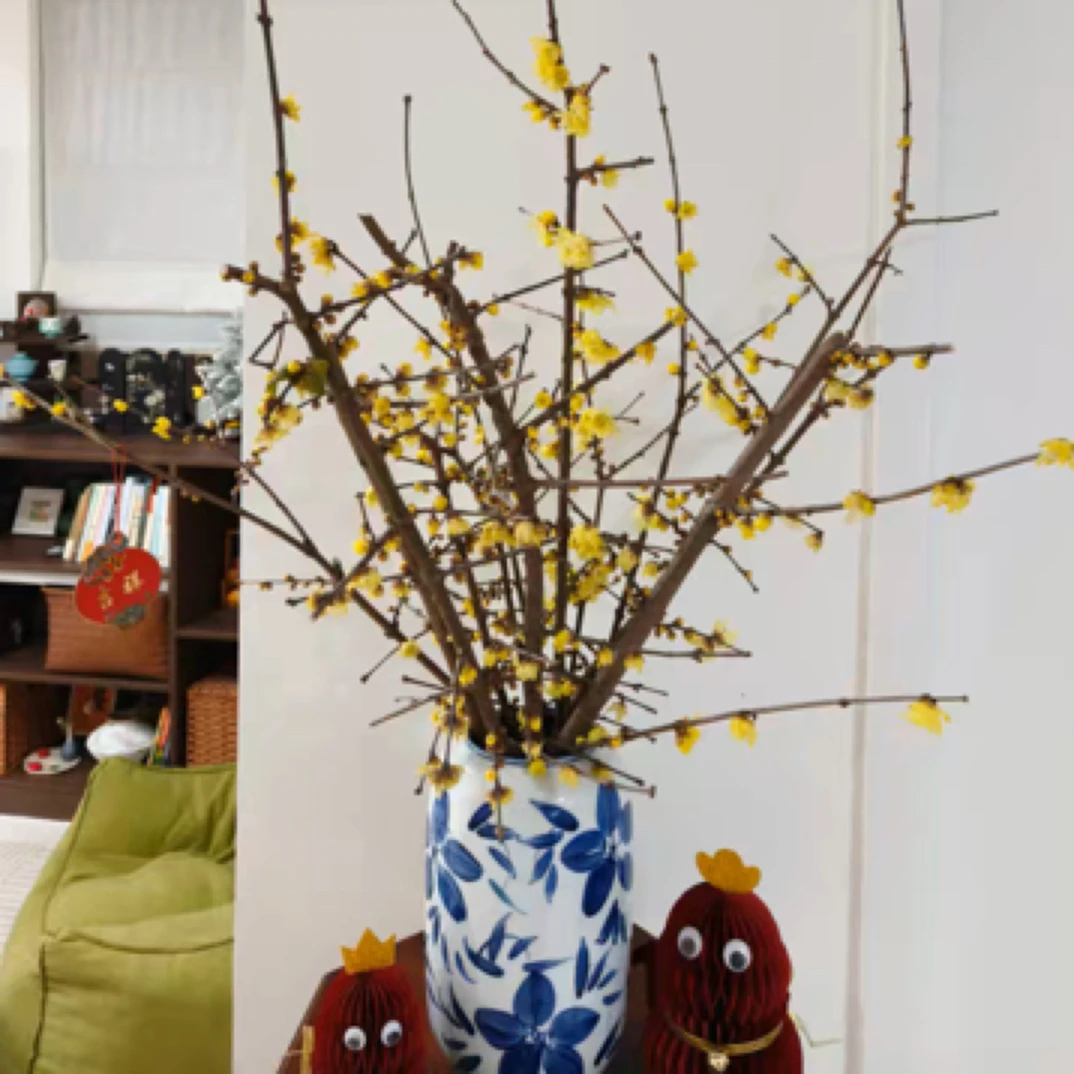 （空运70㎝）素心腊梅客厅室内鲜切水培遇水开花浓香型好养年宵花卉