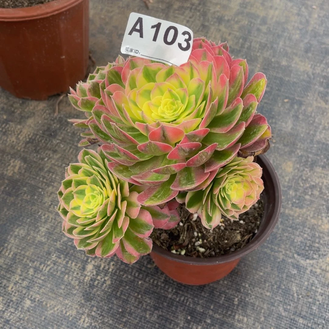 逆**兵海鲜103福利