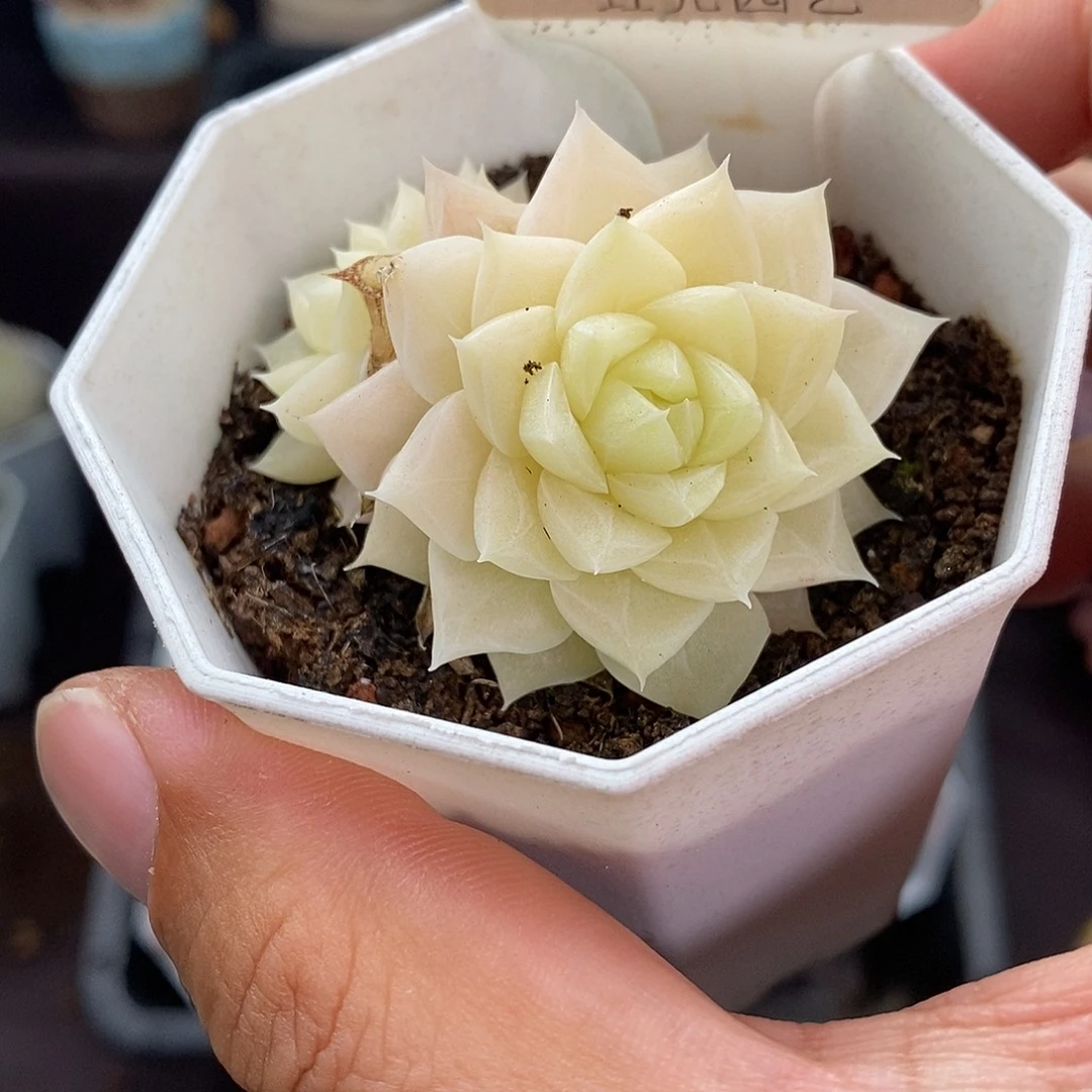 0058 白天鹅双 5cm