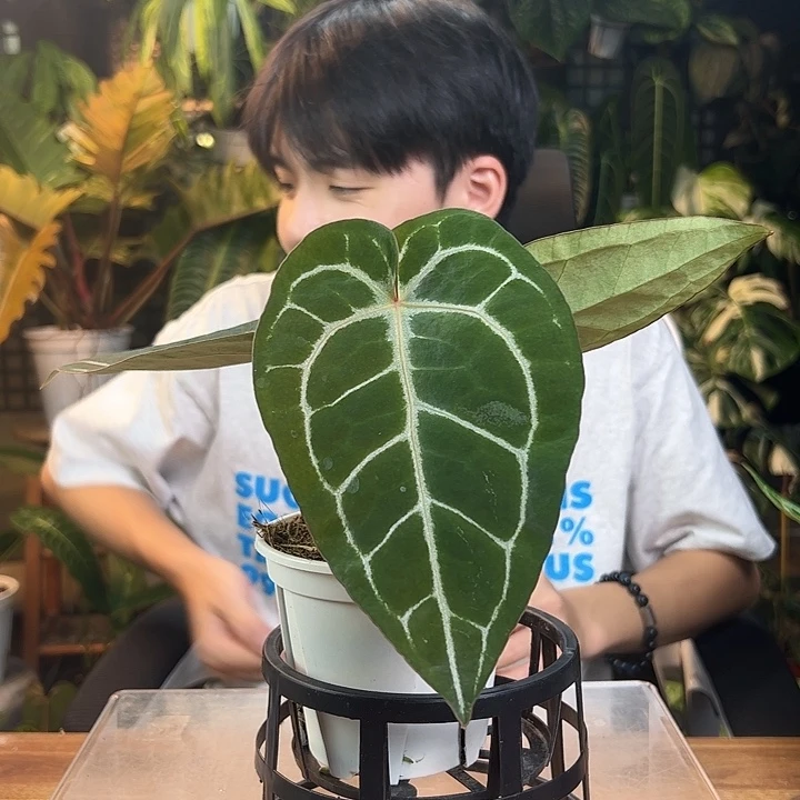 恋***心完全开放一物一拍Q165