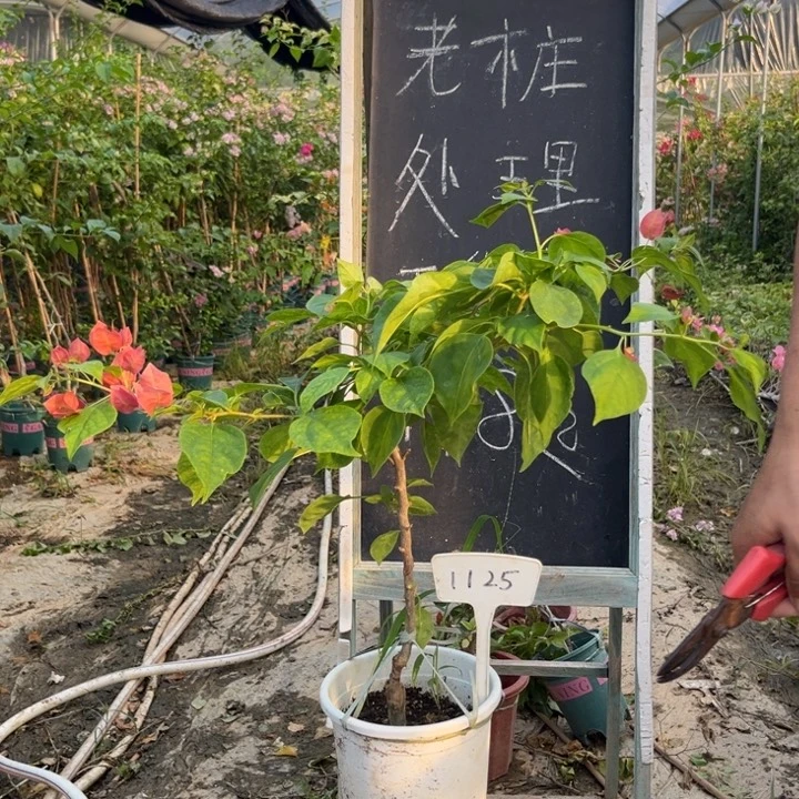 无花朵三角梅三角梅1125