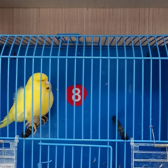 华***）虎皮鹦鹉虎皮鹦鹉黄花小格一对