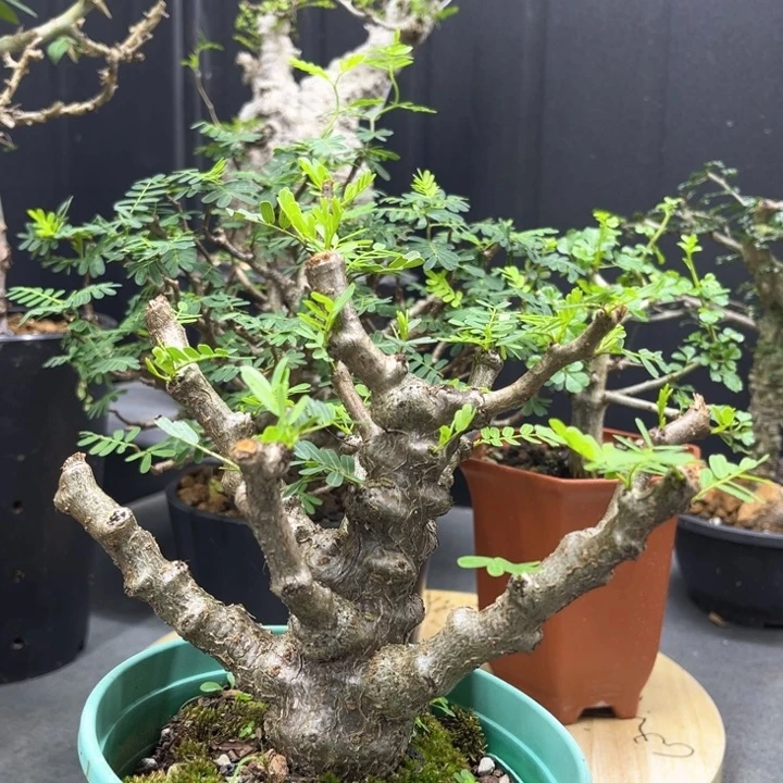 沙漠苏木一物一拍